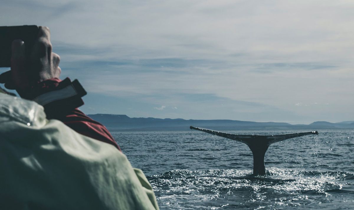 A view over the shoulder of a person taking a photo of a whale's tail breaching the ocean