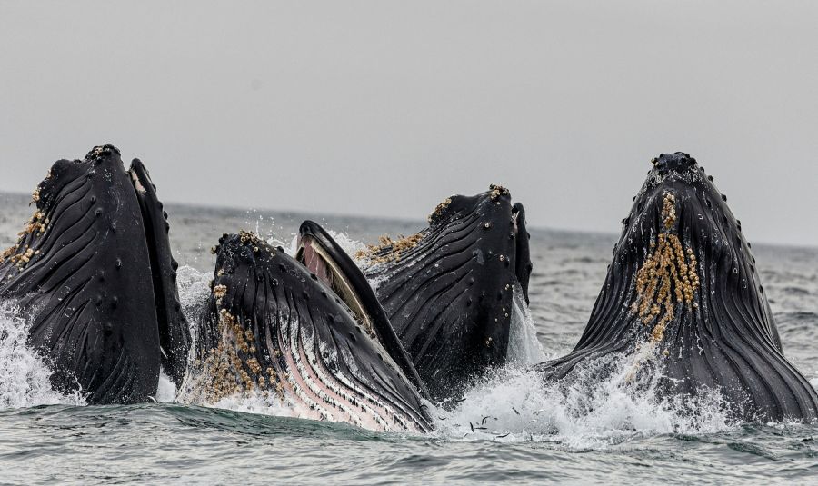 Four whales feeding at the surface of the ocean