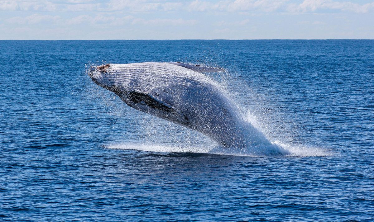 A large whale breaching