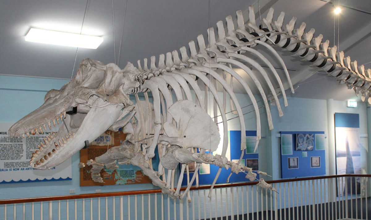 The skeleton of 'Old Tom' hanging from the ceiling at the Eden Killer Whale Museum